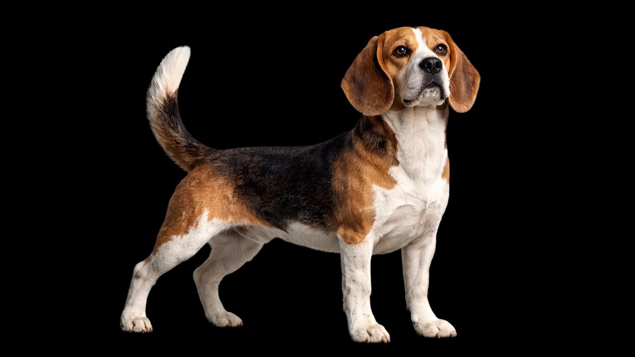 Il beagle mascotte di Trend Finders